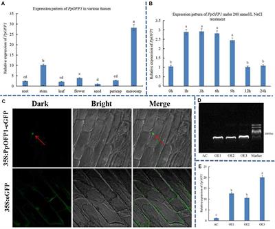 OVATE Family Protein PpOFP1 Physically Interacts With PpZFHD1 and Confers Salt Tolerance to Tomato and Yeast